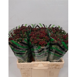 Chr S Aaa Purpet Red