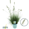 Pennisetum alopecuroides 'Litte Honey'