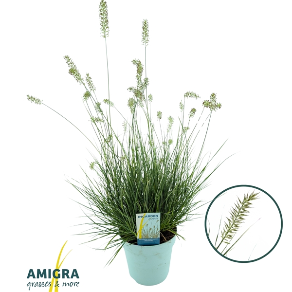 <h4>Pennisetum alopecuroides 'Litte Honey'</h4>