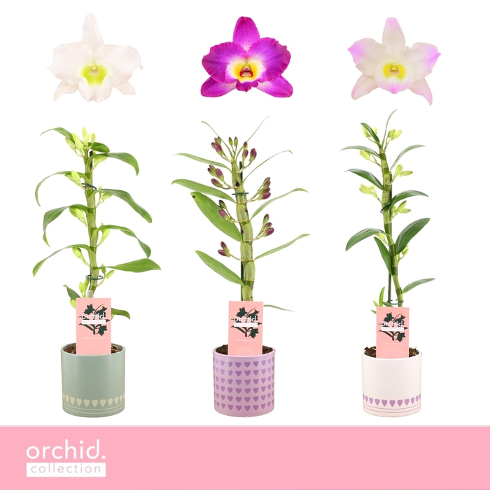 <h4>Dendrobium Nobilé, Mix 1-spike Compact in Horizon Love 'Orchid Collection'</h4>