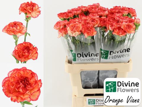 <h4>Dianthus ST 'Orange Viana'</h4>