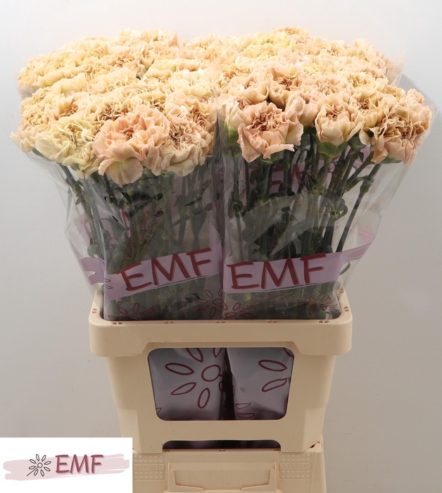 <h4>DI ST LEGE MARRONE</h4>