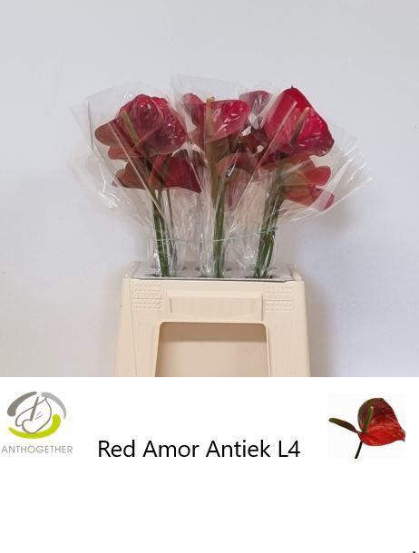 <h4>ANTH A RED AMOR</h4>