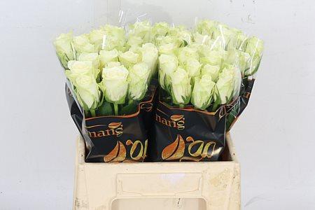 <h4>R GR ATHENA</h4>