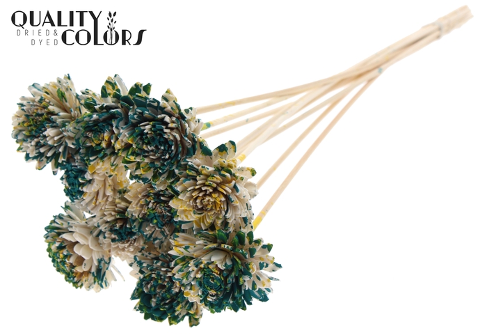 Shola Zinia 6cm on stem Multicolour Green/Yellow