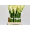 Zantedeschia Eydolls White