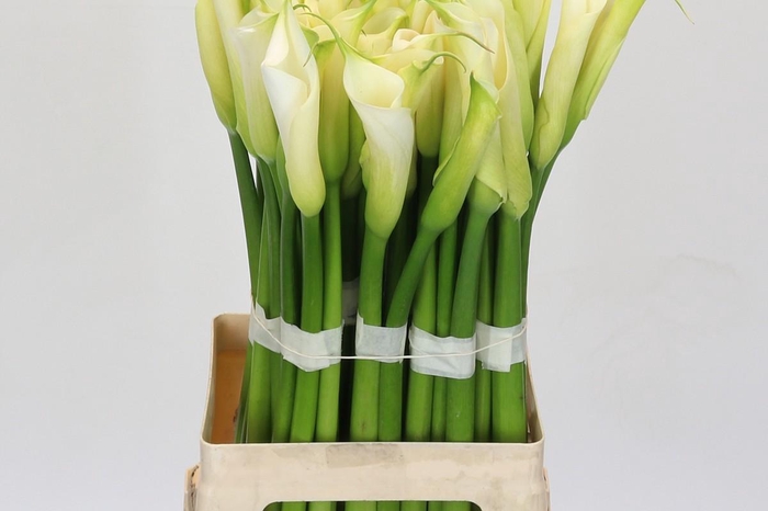 <h4>Zantedeschia Eydolls White</h4>