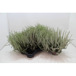 Calluna vulg. white