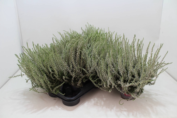 <h4>Calluna vulg. white</h4>