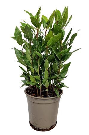 <h4>Laurus Nobilis Bush</h4>