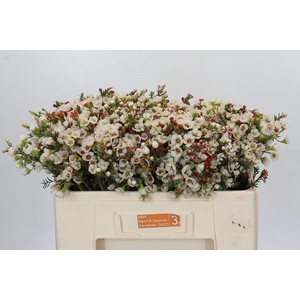 Chamelaucium Moonlight Delight