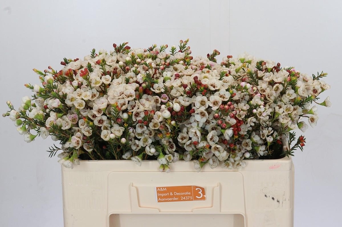 <h4>Chamelaucium Moonlight Delight</h4>