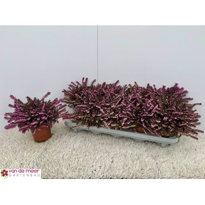 !! PROMO !! ERIC DA PINK