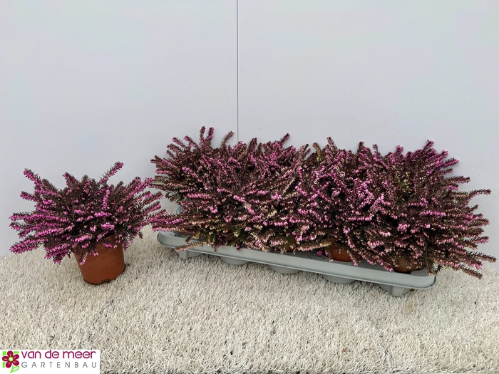 <h4>!! PROMO !! ERIC DA PINK</h4>