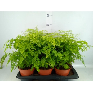 Adiantum raddi. 'Fragrans'