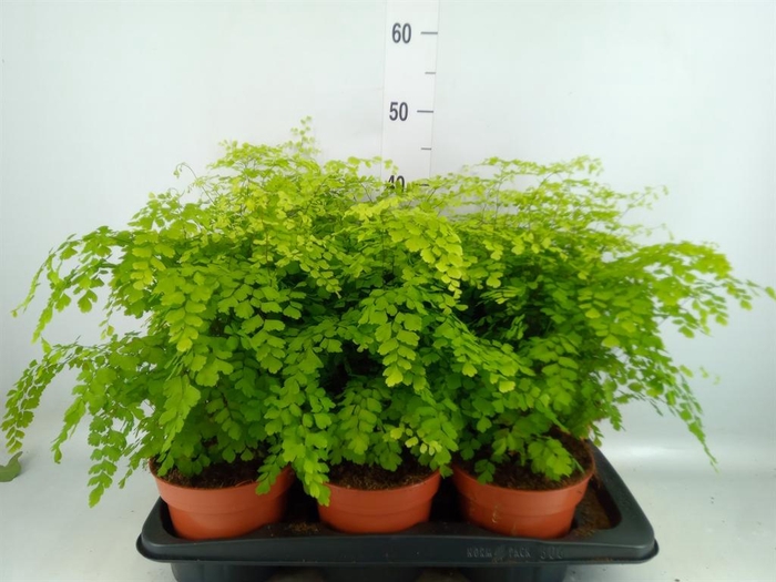 <h4>Adiantum raddi. 'Fragrans'</h4>