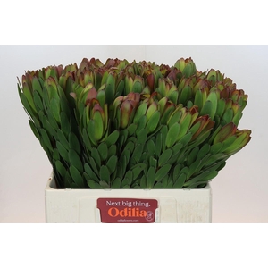 Leucadendron Goldstrike