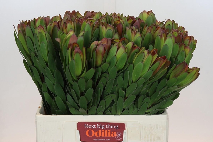 <h4>Leucadendron Goldstrike</h4>