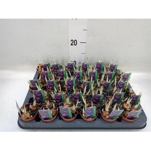 Crocus vernus 'Flower Record'