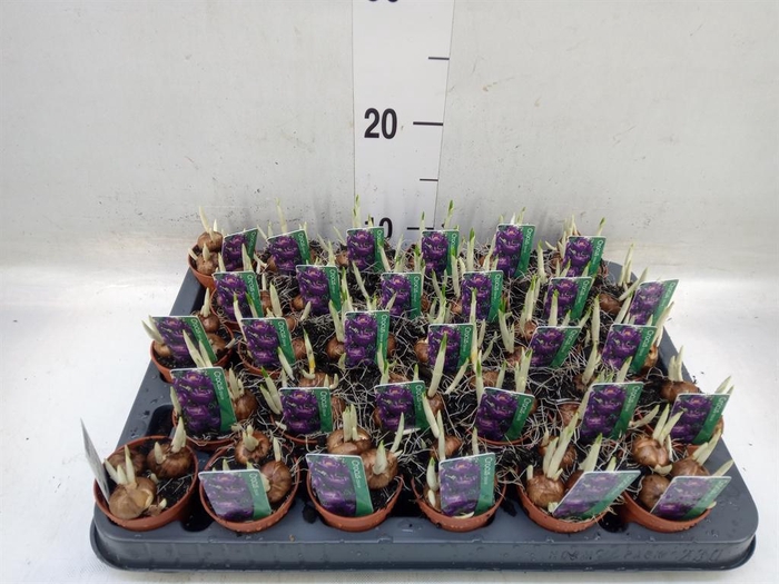 <h4>Crocus vernus 'Flower Record'</h4>