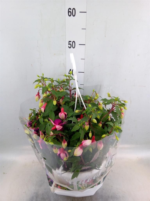 <h4>Fuchsia   ...</h4>