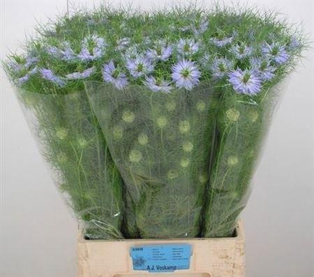 <h4>Nige D Clou Lavender</h4>