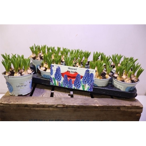 arr8 Muscar Big Smile