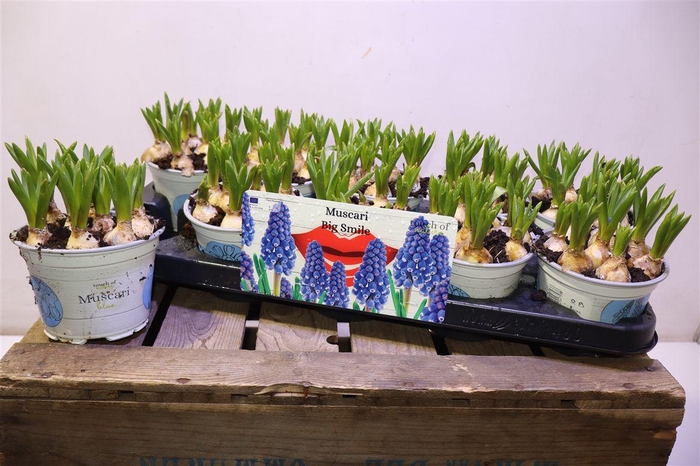 <h4>arr8 Muscar Big Smile</h4>