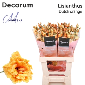 Lisianthus Dye Heavenly dutch orange
