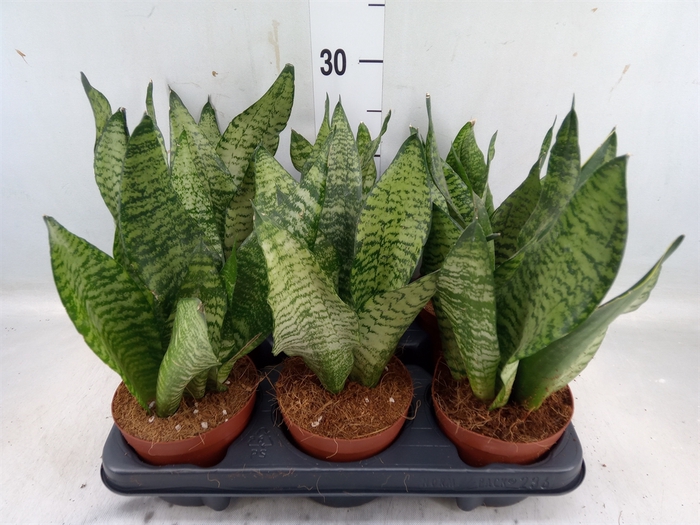 <h4>Sansevieria zeylanica</h4>