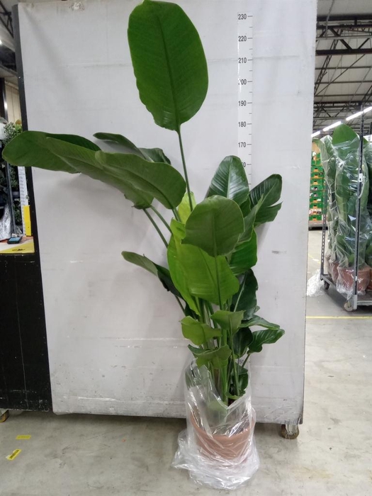 <h4>Strelitzia nicolai</h4>