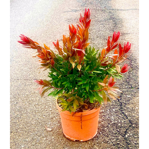 Callistemon citrinus