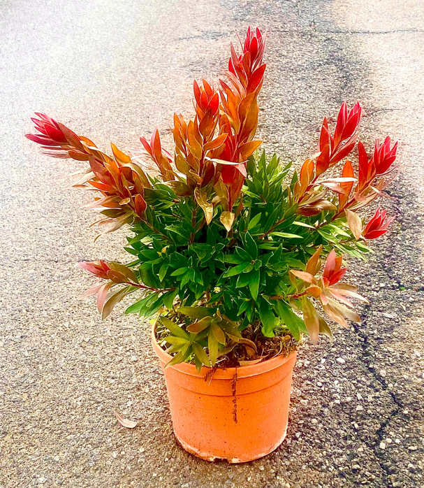 <h4>Callistemon citrinus</h4>
