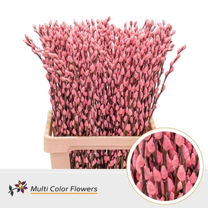 Salix caprea 'Snow Flake' .color H%