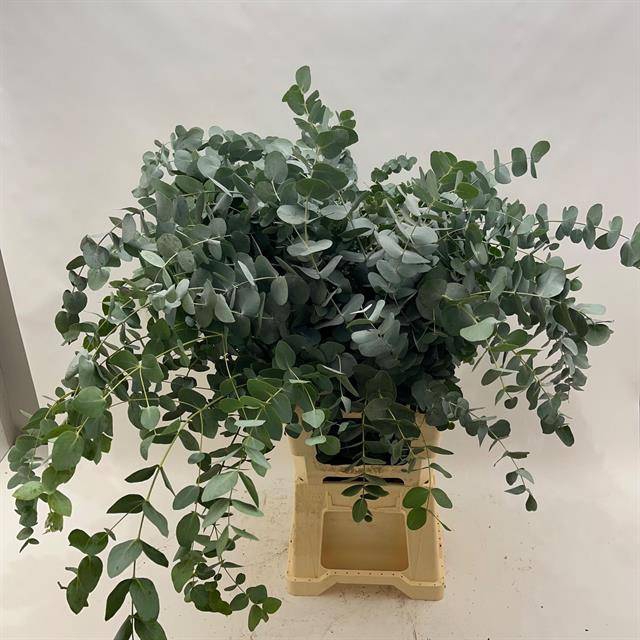 EUC CINEREA WILD 475GR