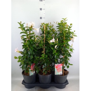 Mandevilla am. 'Sundav White'