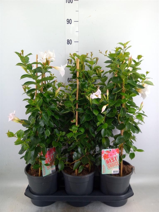 <h4>Mandevilla am. 'Sundav White'</h4>
