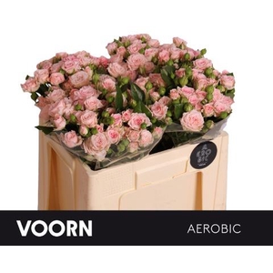 Rosa spray aerobic