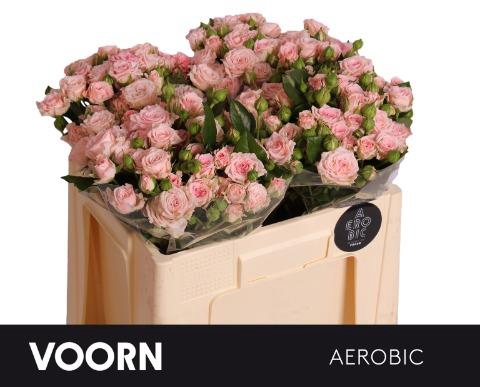 <h4>Rosa spray aerobic</h4>