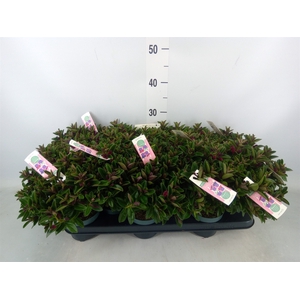 Hebe  'Hebepetita Red'