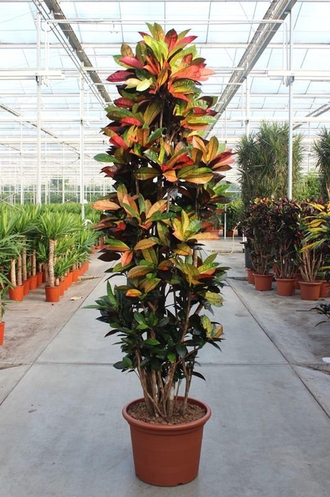 <h4>Codiaeum Iceton (Croton Iceton)</h4>