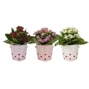 KALANCHOE BLOSSFELDIANA