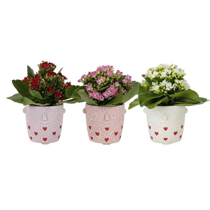 <h4>KALANCHOE BLOSSFELDIANA</h4>