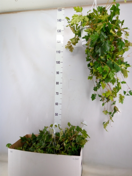 <h4>Cissus rhombifolia 'Ellen Danica'</h4>