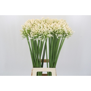 Agapanthus Praecox Meoni