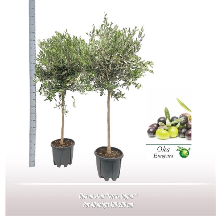 <h4>Olea op stam</h4>