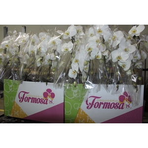 PHALAENOPSIS CASCATA P15 BRANCO MIN 8 FLS