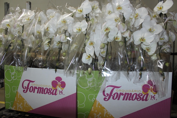 <h4>PHALAENOPSIS CASCATA P15 BRANCO MIN 8 FLS</h4>