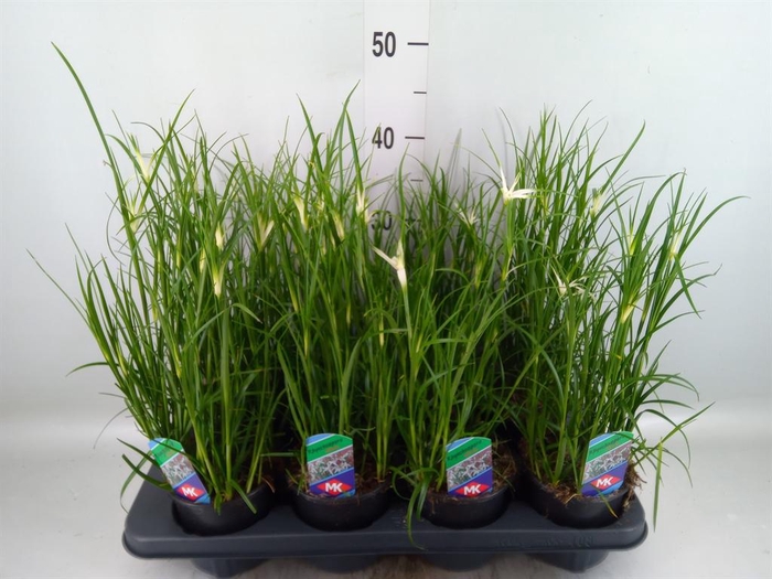 <h4>Rhynchospora colorata</h4>