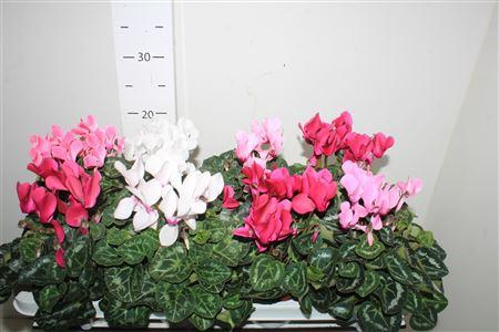 <h4>Cycl Md Sup Allure</h4>